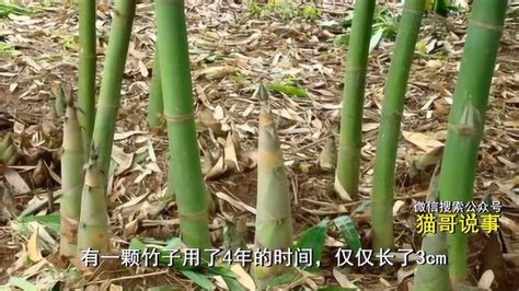竹子的生长 大樓共振原理